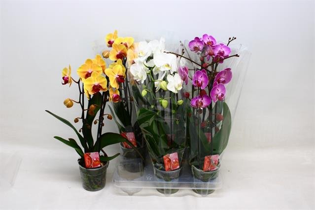 Kambarinis augalas, orchidėja "Kaskadinė", 2 šakos, vazonėlio skersmuo 9 cm.