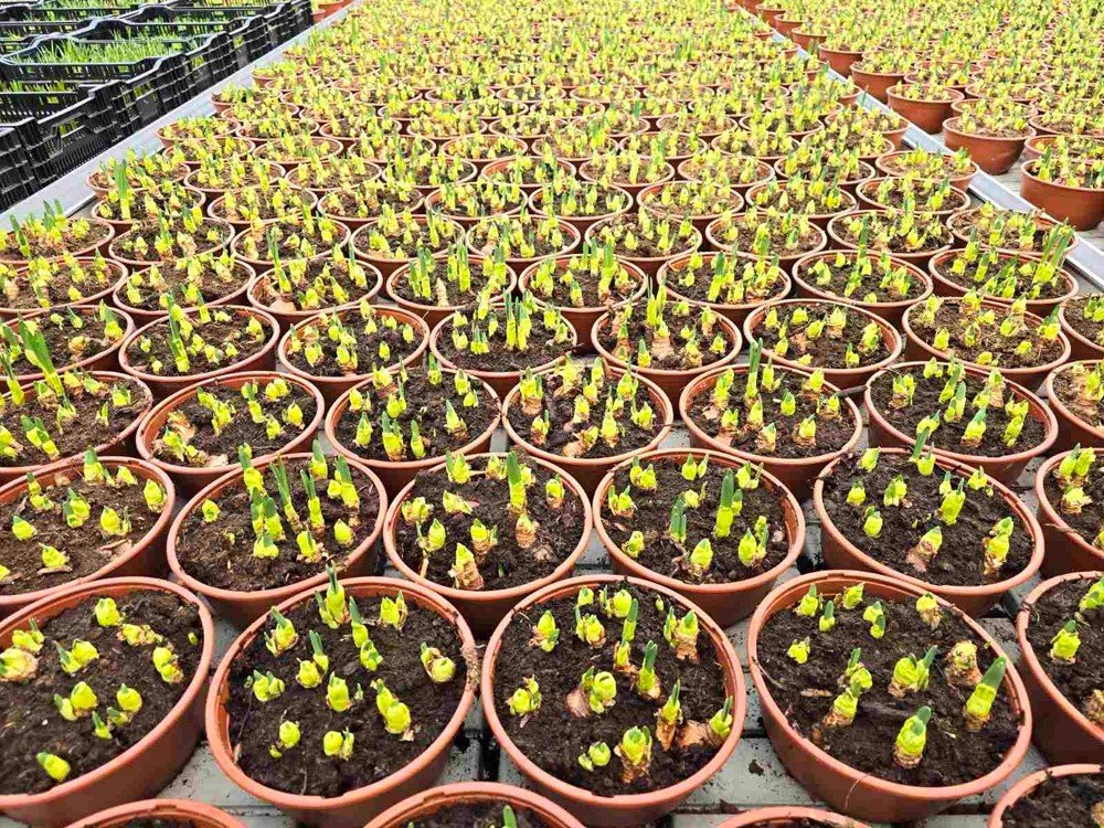 Kambarinis augalas, narcizas "Bridal Crown" (11 svog.), vazonėlio skersmuo 21 cm.