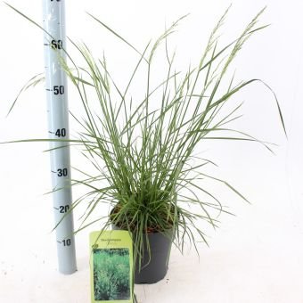 Žolinis augalas, kupstinė šluotsmilgė "Goldtau", vazonėlio skersmuo 19 cm.