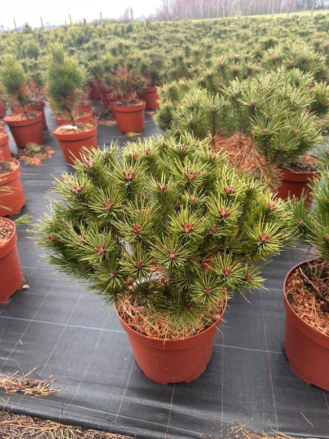 Spygliuotis, pušis gausiažiedė "Jane Kluis", vazonėlio skersmuo 28 cm.