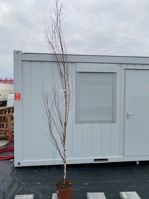 Dekoratyvinis medis, beržas karpotasis, vazonėlio skersmuo 28 cm.