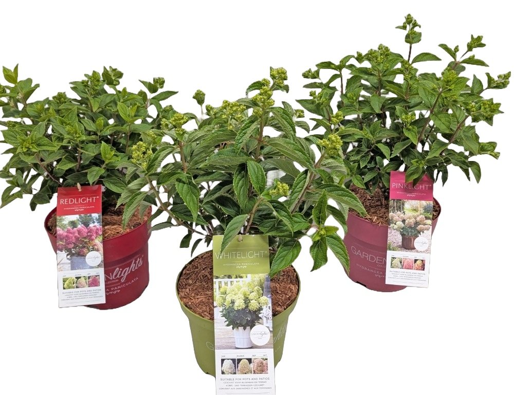 Dekoratyvinis krūmas, hortenzija šluotelinė "Garden Lights", vazonėlio skersmuo 19 cm.