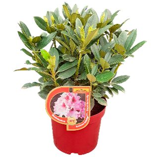 Dekoratyvinis krūmas, rododendras, karališka kolekcija, įvairios veislės, vazonas 5 l.