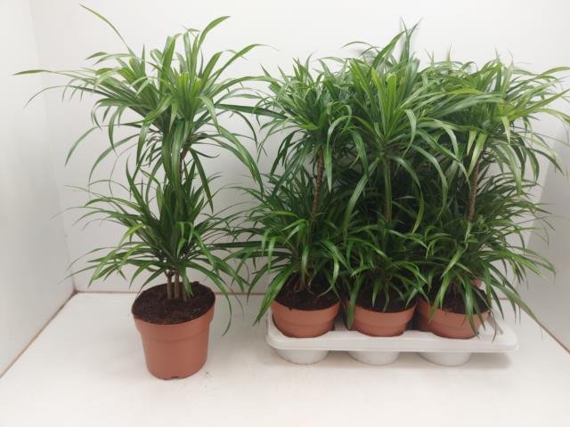 Kambarinis augalas, dracena "Anita", vazonėlio skersmuo 17 cm.