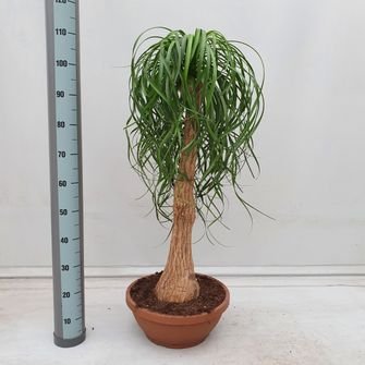 Kambarinis augalas, nolina, vazonėlio skersmuo 40 cm.