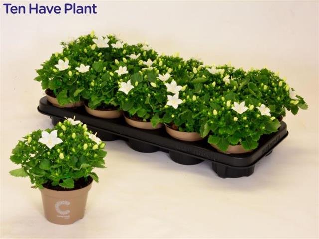 Daugiametė gėlė, katilėlis "Atlant White", vazonėlio skersmuo 11 cm.