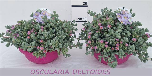 Kambarinis augalas, lamprantas "Roseus", vazonėlio skersmuo 21 cm.