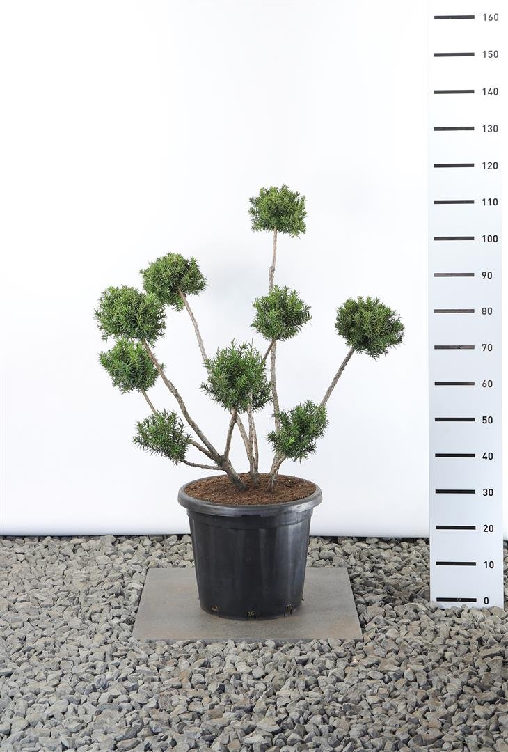 Spygliuotis, kukmedis tarpinis "Farmen" (Pom Pom), aukštis 80-100 cm., vazonas 25 l.