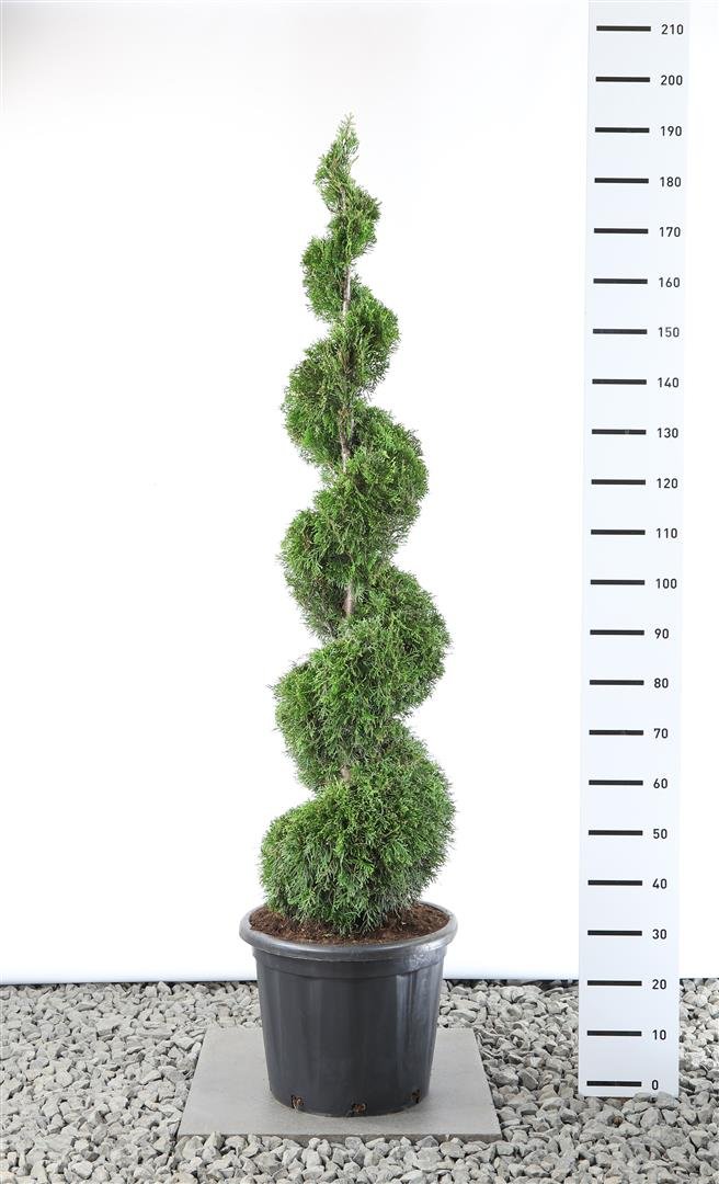 Spygliuotis, tuja vakarinė "Smaragd", spiralės formos, aukštis 150-175 cm., vazonas 35 l.