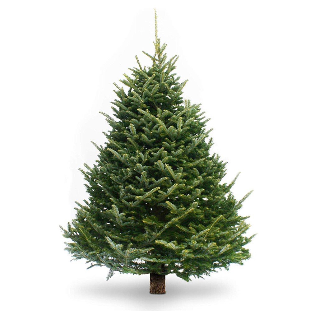 Kaukazinis kėnis (Abies nordmanniana), kirstas, aukštis 1,50 - 2,50 m., Standart klasė