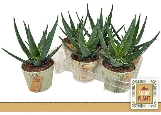 Kambarinis augalas, alavijas "Safari Riana", vazonėlio skersmuo 13 cm.