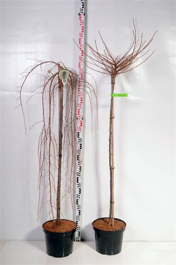 Spygliuotis, maumedis, ant stiebo, aukštis 120 cm., vazonas 10 l.