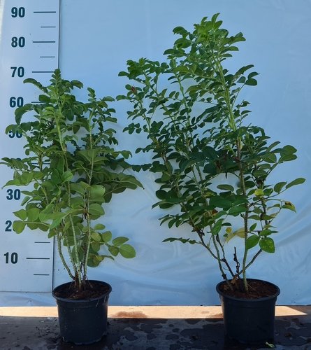 Daugiametė gėlė, erškėtis raukšlėtalapis, vazonėlio skersmuo 17 cm.