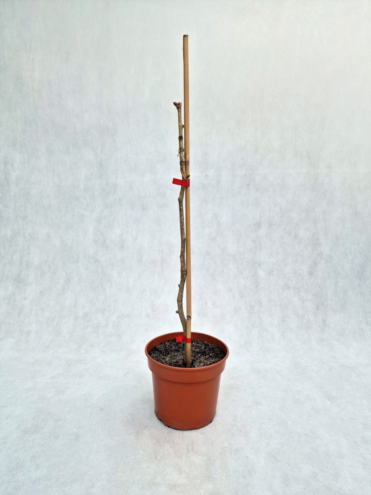 Dekoratyvinis medis, dviskiautis ginkmedis "Kasan", vazonas 3 l.