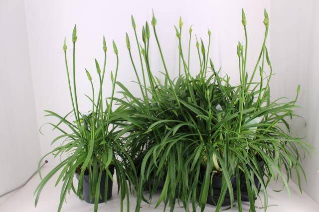 Daugiametė gėlė, agapantas "Love Wh", vazonėlio skersmuo 17 cm.