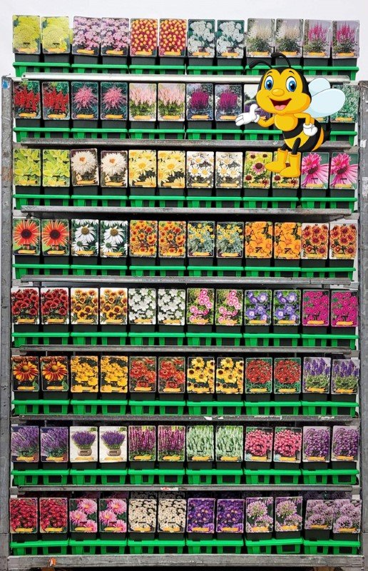 Daugiametė gėlė, įvairios, vazonėlio skersmuo 11 cm.