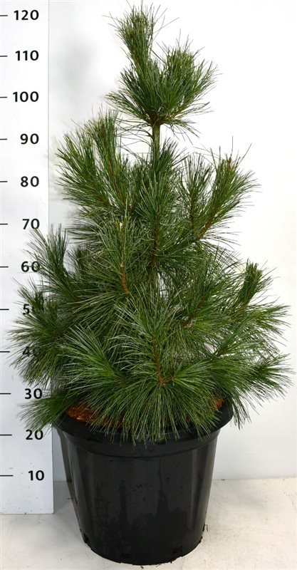 Spygliuotis, pušis "Ammerland", vazonėlio skersmuo 38 cm.