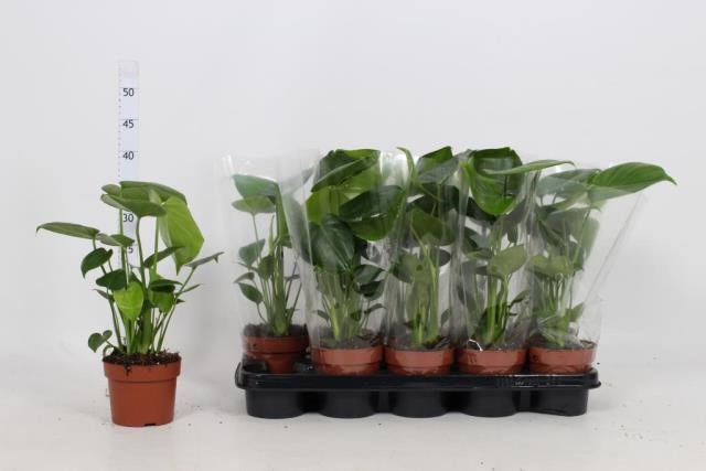 Kambarinis augalas, monstera, vazonėlio skersmuo 12 cm.
