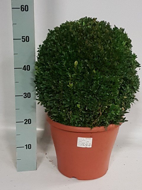 Dekoratyvinis krūmas, buksmedis, apvalus, vazonėlio skersmuo 35 cm.