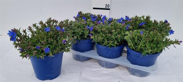 Alpinariumo augalas, litodora "Heaven Bl", vazonėlio skersmuo 14 cm.