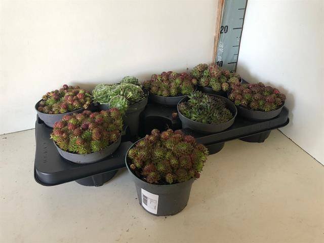 Alpinariumo augalas, šilropė, įvairios, vazonėlio skersmuo 13 cm.