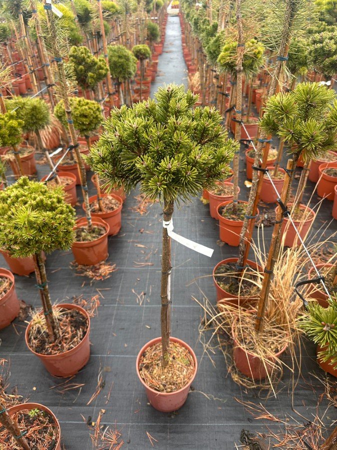 Spygliuotis, pušis kalninė "Hrobecek", ant stiebo, vazonėlio skersmuo 23 cm.