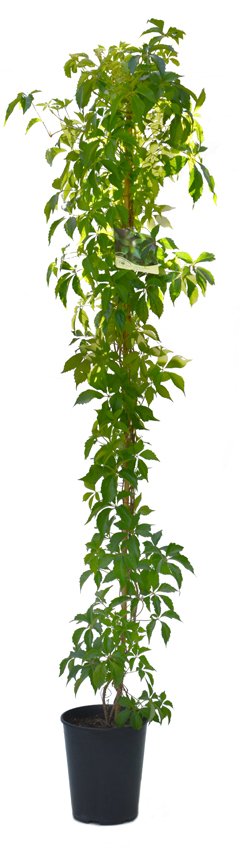 Vijoklinis augalas, vynvytis penkialapis, vazonas 7,5 l.