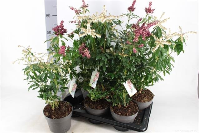 Dekoratyvinis krūmas, bereinutis japoninis, vazonėlio skersmuo 17 cm.