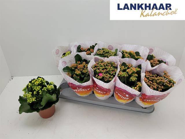 Kambarinis augalas, kalankė, įvairios, vazonėlio skersmuo 12 cm.