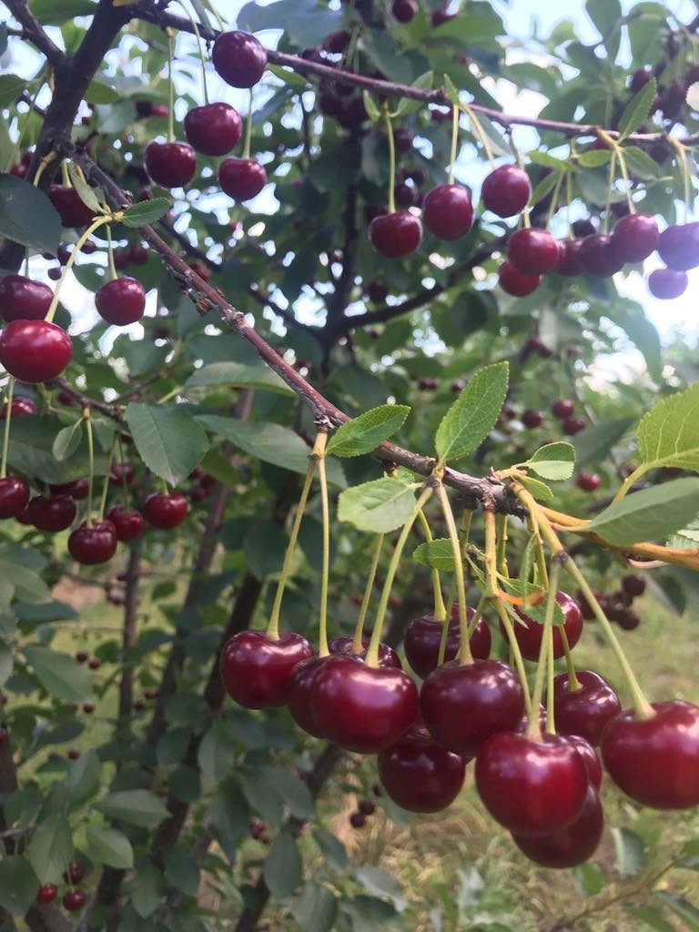Vaismedis, vyšnia “Debreceno” (Prunus cerasus)