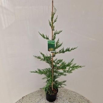 Spygliuotis, kiparisas leilando, vazonėlio skersmuo 19 cm.