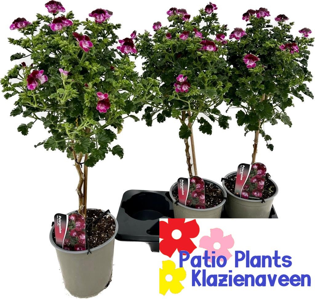 Vienmetė gėlė, pelargonija, ant stiebo, vazonėlio skersmuo 19 cm.