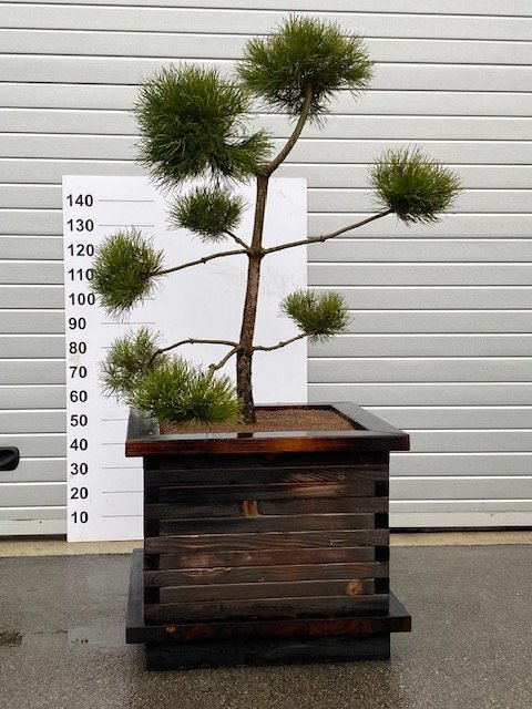 Spygliuotis, juodoji pušis "Pinus Nigra Bonsai", vazono skersmuo 95 cm