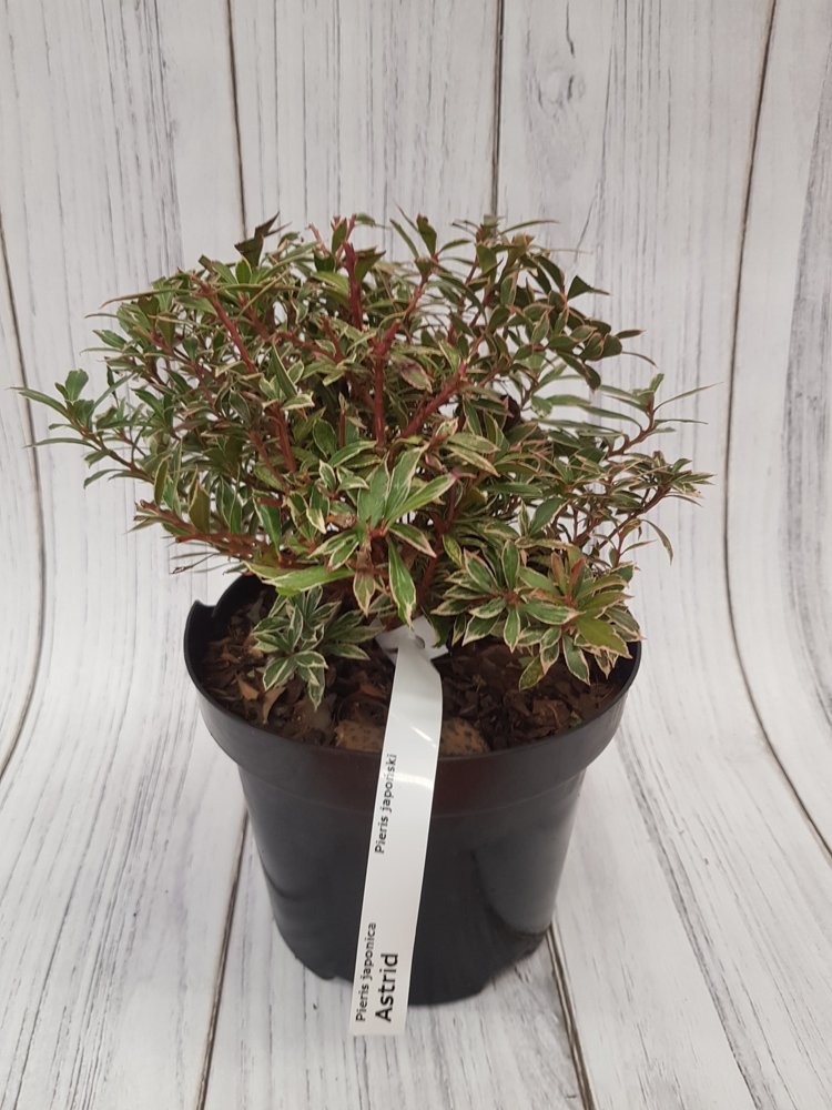 Dekoratyvinis krūmas, bereinutis japoninis "Astrid", vazonas 3 l.