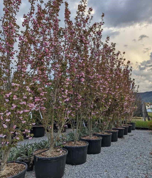 Dekoratyvinis medis, sakura "Kanzan", vazonėlio skersmuo 105 cm.