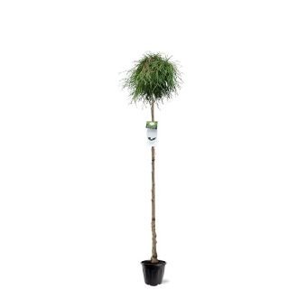 Spygliuotis, tuja didžioji "Kager"s Beauty", vazonėlio skersmuo 38cm.
