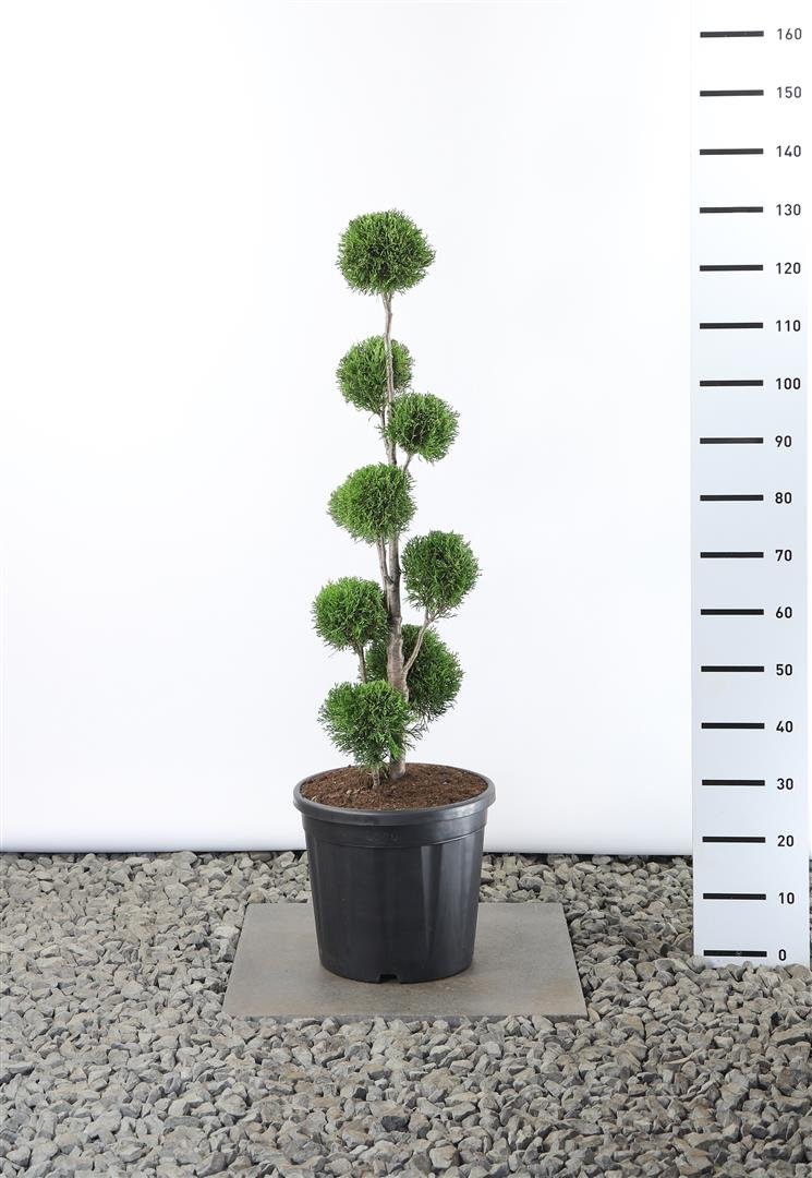 Spygliuotis, tuja vakarinė "Smaragd" (Pom Pom), aukštis 80-100 cm., vazonas 20 l.