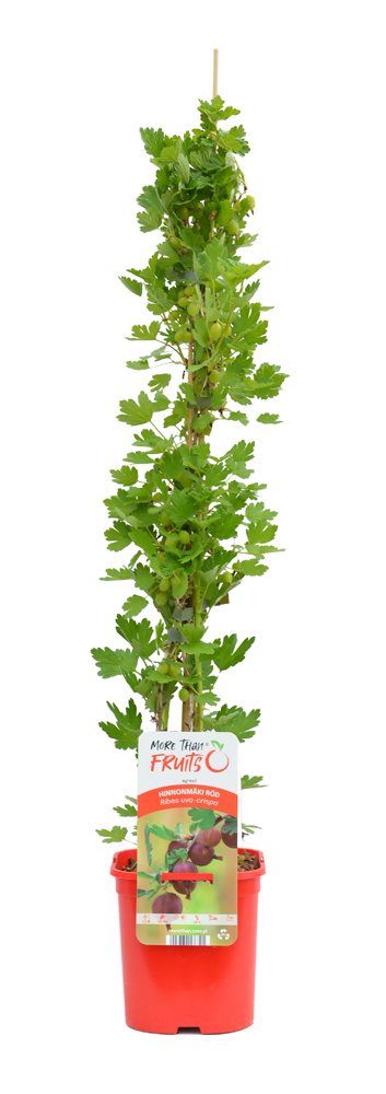 Vaiskrūmis, agrastas bespyglis, vazonėlis 2 l