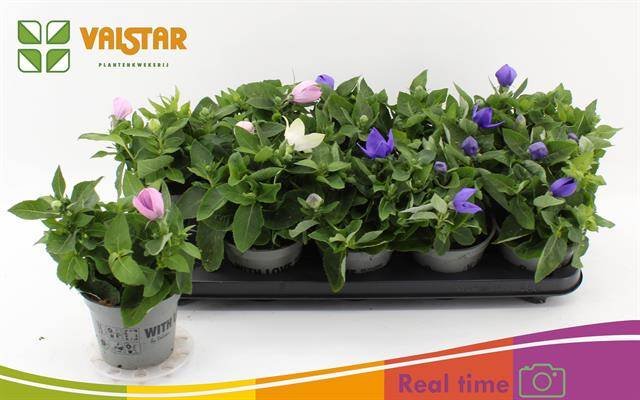 Daugiametė gėlė, plačiavarpis, įvairūs, vazonėlio skersmuo 12 cm.