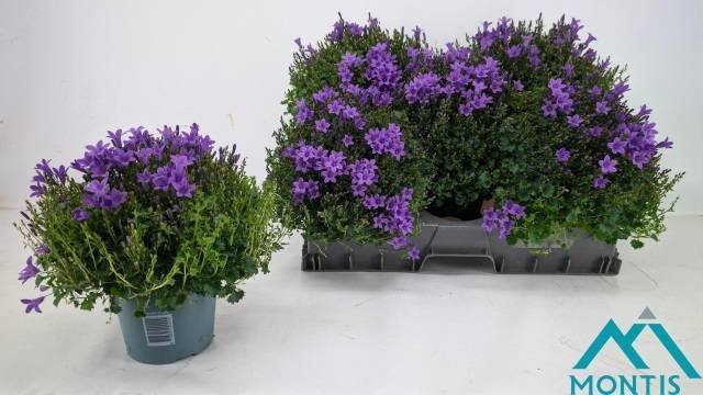 Daugiametė gėlė, katilėlis "Portenschl", vazonėlio skersmuo 14 cm.