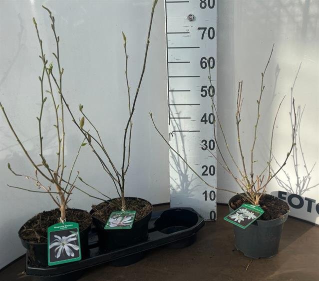 Dekoratyvinis medis, magnolija "Stellata", vazonėlio skersmuo 19 cm.