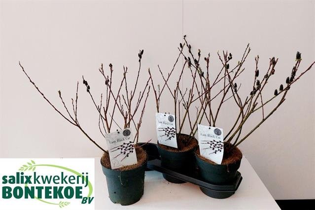 Dekoratyvinis medis, karklas "Melanostachys", vazonėlio skersmuo 19 cm.