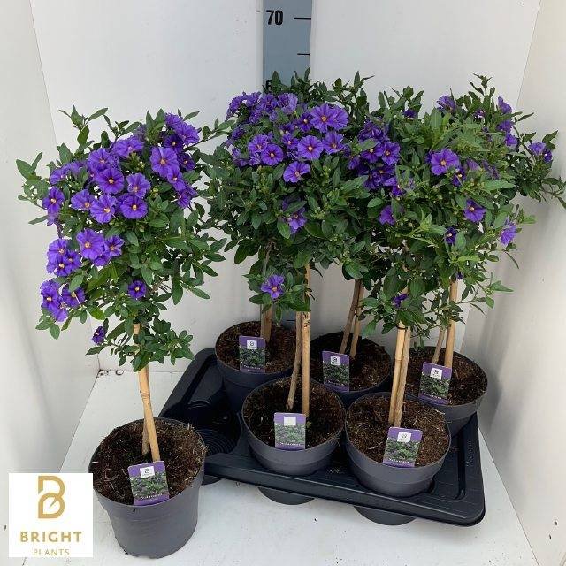 Dekoratyvinis krūmas, ožerškėlis paprastasis "Blue Fountain", ant stiebo, vazonėlio skersmuo 17 cm.