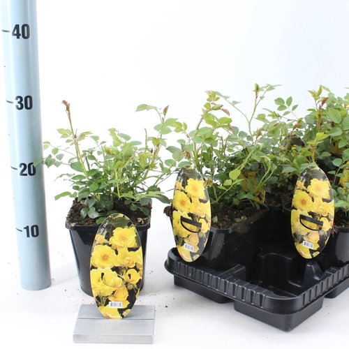 Daugiametė gėlė, rožė "Dolly Dot", vazonėlio skersmuo 14 cm.