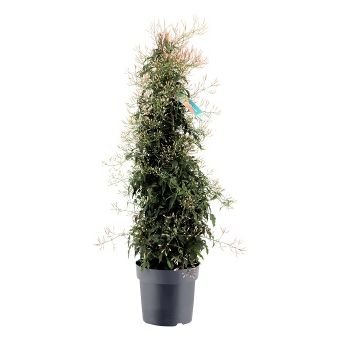 Dekoratyvinis krūmas, jazminaitis, piramidės formos, vazonėlio skersmuo 21 cm.