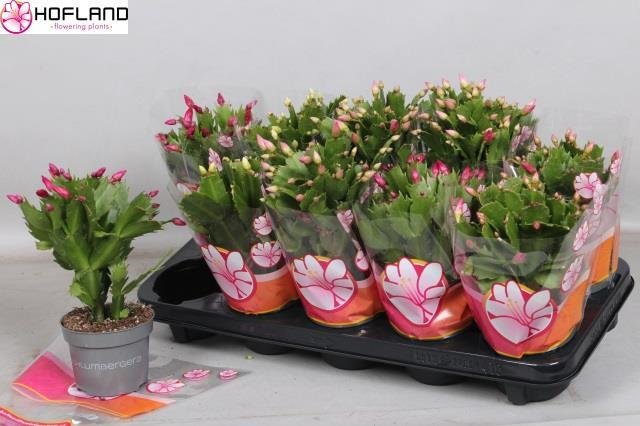 Kambarinis augalas, tikrasis plokštenis, vazonėlio skersmuo 11 cm.