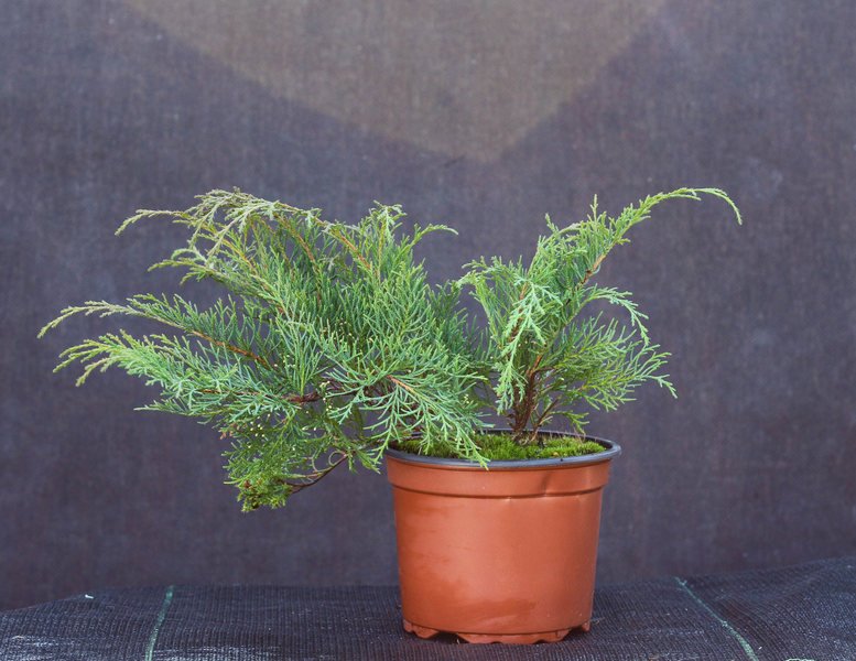 Spygliuotis, mikrobiota kryžmiškoji SODO GAMA, vazonėlio talpa 2 l.