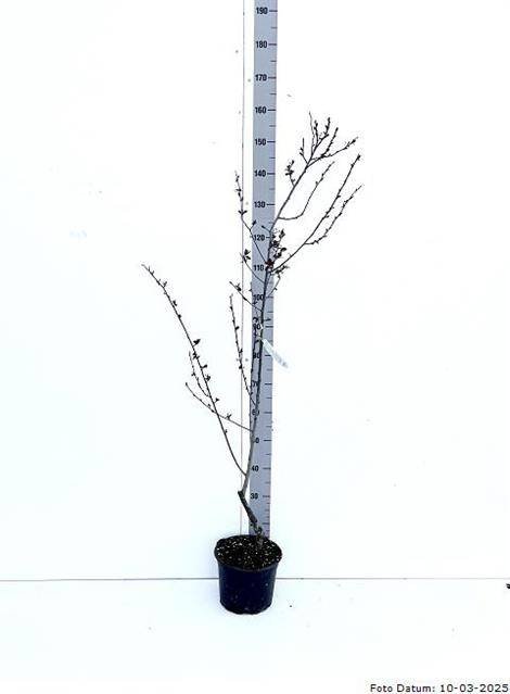 Vaismedis, kaukazinė slyva "Nigra", vazonėlio skersmuo 23 cm.