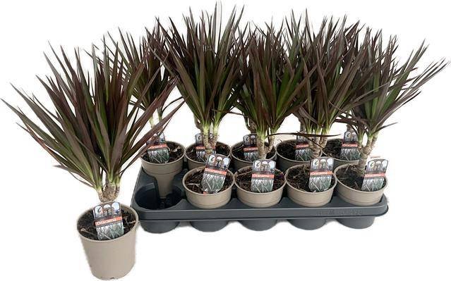 Kambarinis augalas, dracena "Magenta", vazonėlio skersmuo 12 cm.