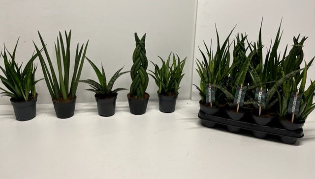 Kambarinis augalas, sansevjera cilindrinė, vazonėlio skersmuo 11 cm.